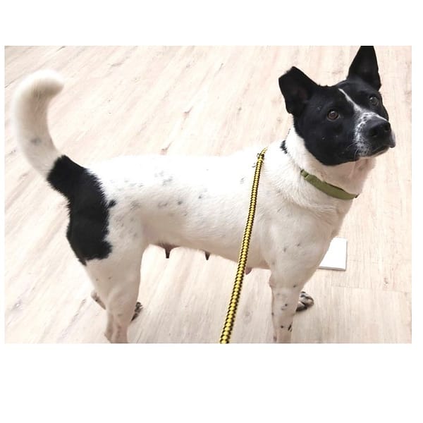 【待認養】混種犬 狗 (女生) - 桃園市動物保護教育園區