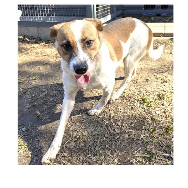 【待認養】混種犬 狗 (女生) - 桃園市動物保護教育園區