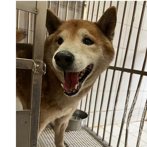 【待認養】柴犬 狗 (男生) - 新北市八里區公立動物之家