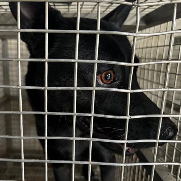 【待認養】混種犬 狗 (女生) - 臺南市動物之家善化站