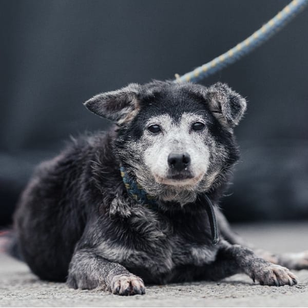 【待認養】混種犬 狗 (女生) - 新北市中和區公立動物之家