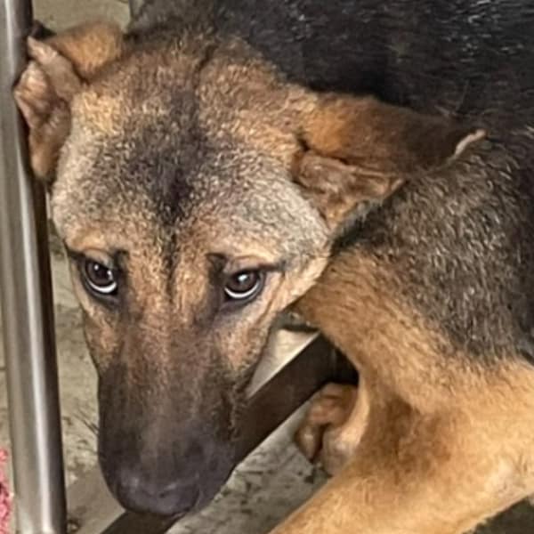 【待認養】混種犬 狗 (男生) - 澎湖縣流浪動物收容中心