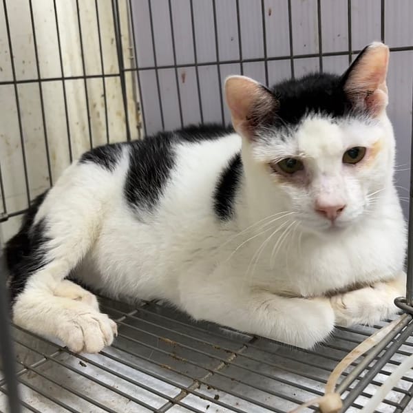 【待認養】混種貓 貓 (男生) - 新北市五股區公立動物之家