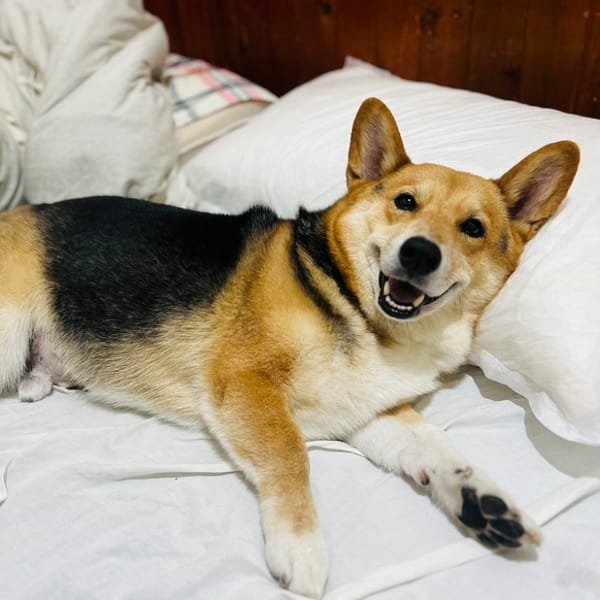 【急尋】其他 - 臺南市佳里區塭內里11鄰東勢寮8號之1 (三花色（黑背、橘褐四肢和臉、白色胸口與腳）)