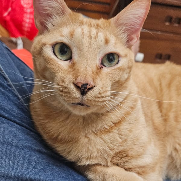 【急尋】混種貓 - 臺南市安南區北安路三段745巷42弄56號 (橘色)