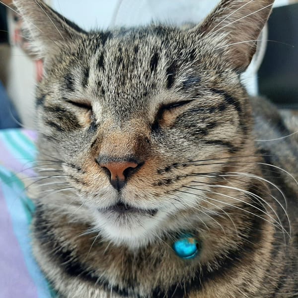 【急尋】混種貓 - 臺北市松山區南京東路四段120巷9弄 (偏黑虎斑貓)