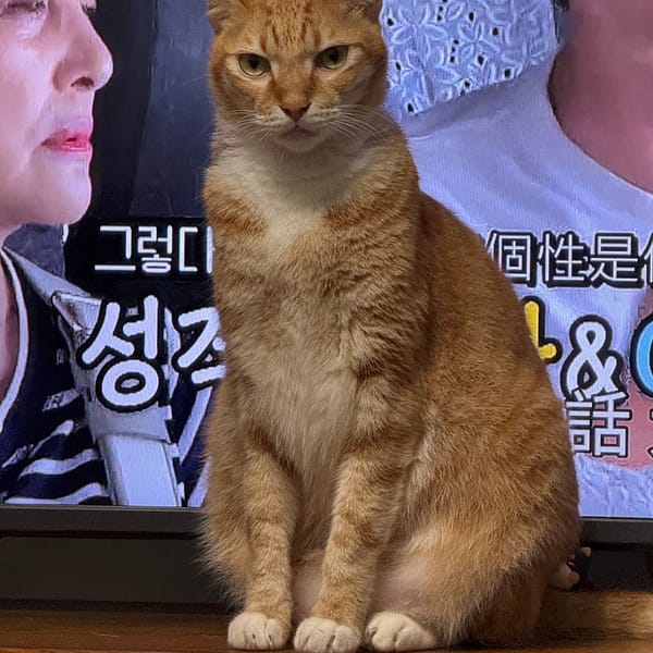 【急尋】混種貓 - 新北市板橋區和平路安樂巷44弄 (橘白)