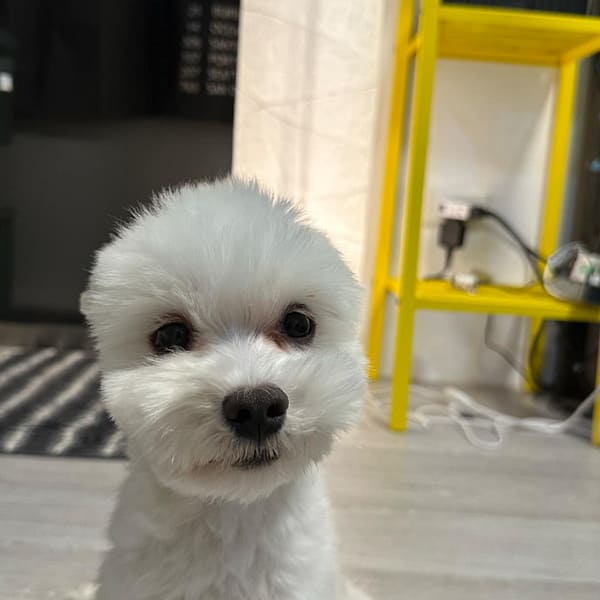 【急尋】瑪爾濟斯犬 - 苗栗縣卓蘭鎮 (白色)