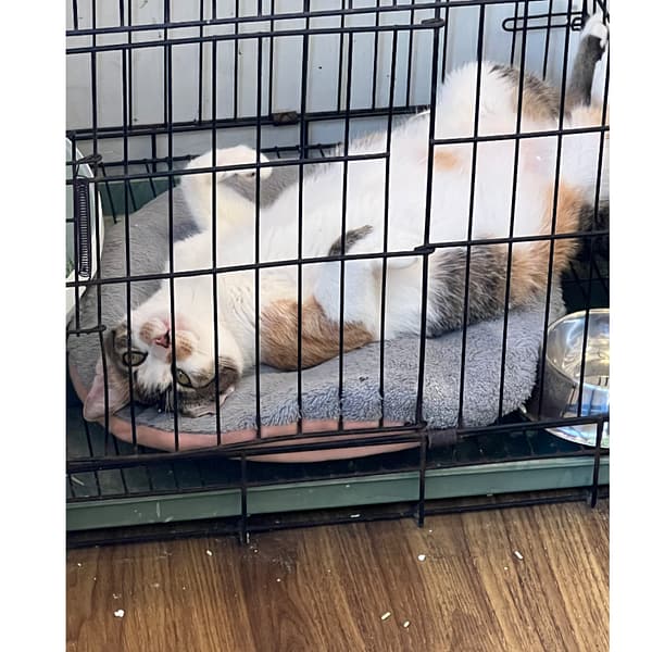 【急尋】混種貓 - 澎湖縣馬公市菜園里7-1號 (三花)