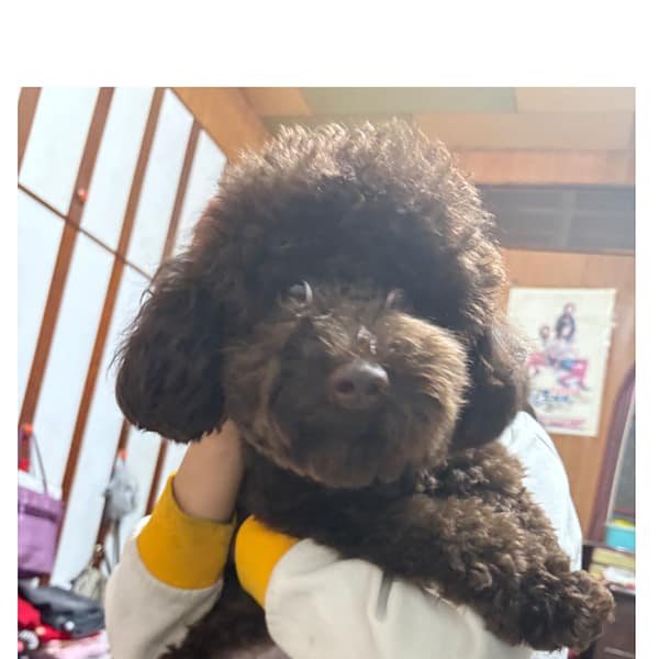 【急尋】貴賓犬 - 桃園市桃園區大明街40號 (黑貴賓)