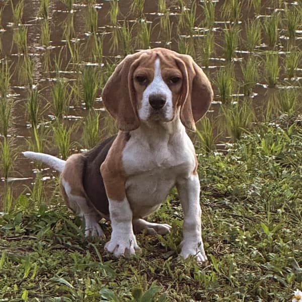 【急尋】米格魯犬 - 桃園市楊梅區高榮路323巷35號 (黑白棕相間)