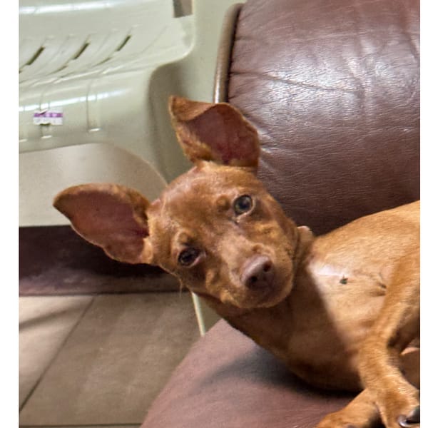 【急尋】迷你品(迷你杜賓) - 新竹市北區東大路四段303巷12-4號 (咖啡色)