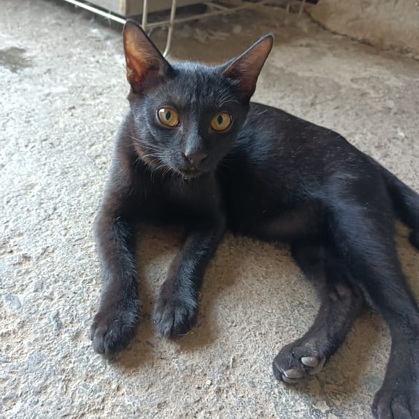 【急尋】混種貓 - 彰化縣芳苑鄉王功村 (黑色短毛，活潑好動)