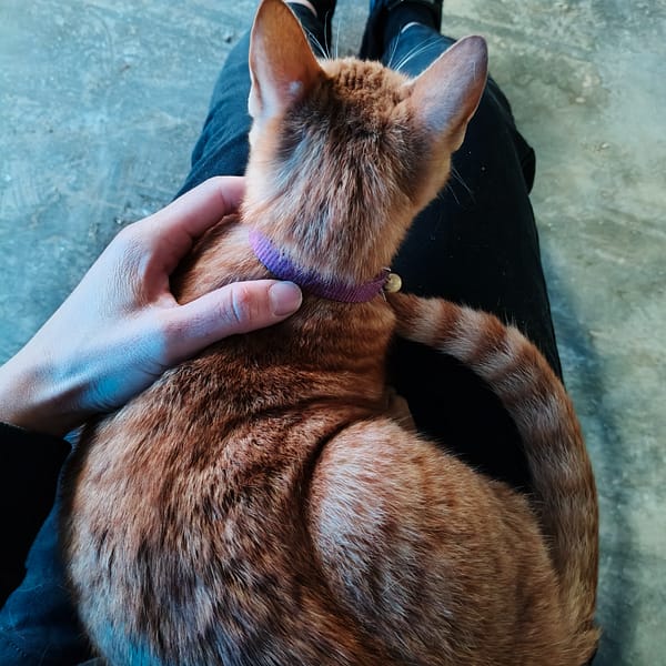 【急尋】混種貓 - 彰化縣芳苑鄉芳漢路王功段266巷17號 (全身橘色的毛)