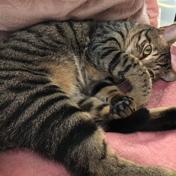 【急尋】混種貓 - 彰化縣員林市南平西街151號 (虎班色)