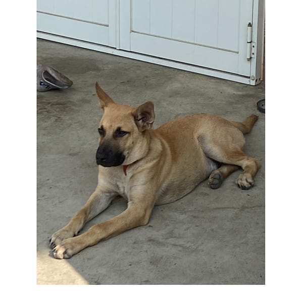 【急尋】混種犬 - 雲林縣古坑鄉麻園村15號 (黃色)