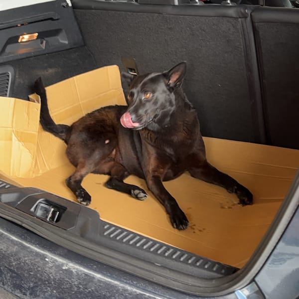 【急尋】混種犬 - 花蓮縣新城鄉順安村草林 (黑色)