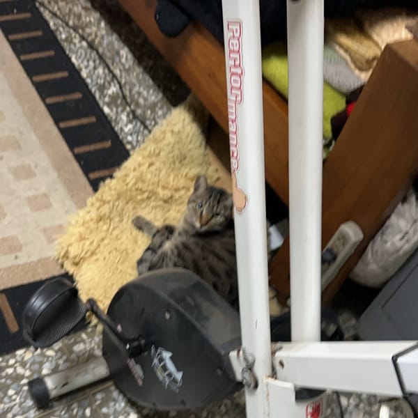 【急尋】混種貓 - 臺南市南區大同路二段430巷15號 (虎斑)