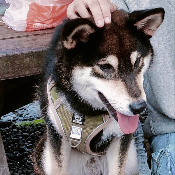 【急尋】柴犬 - 新北市永和區國光路 (黑色柴犬)