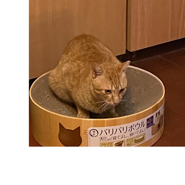 【急尋】混種貓 - 臺北市中正區臨沂街61巷20號 (橘色)