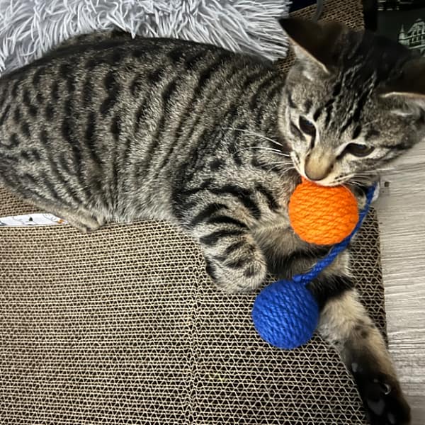 【急尋】混種貓 - 臺南市北區公園南路152巷30弄13號 (黑灰 虎斑)