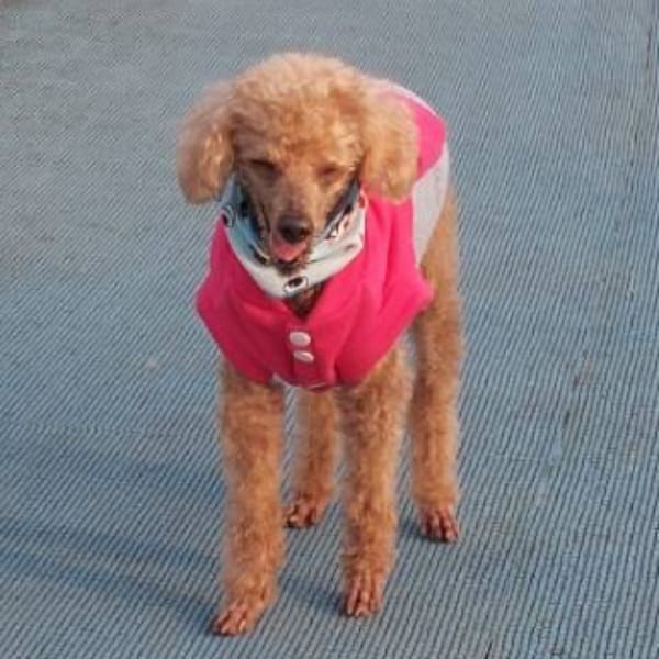 【急尋】貴賓犬 - 臺中市北屯區406台中市北屯區中清路二段658號 (咖啡色)