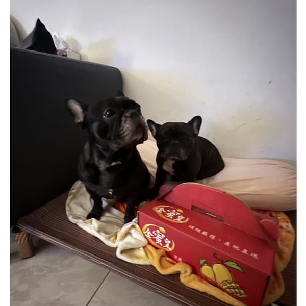 【急尋】法國鬥牛犬 - 新北市汐止區樟樹一路199號 (黑色)