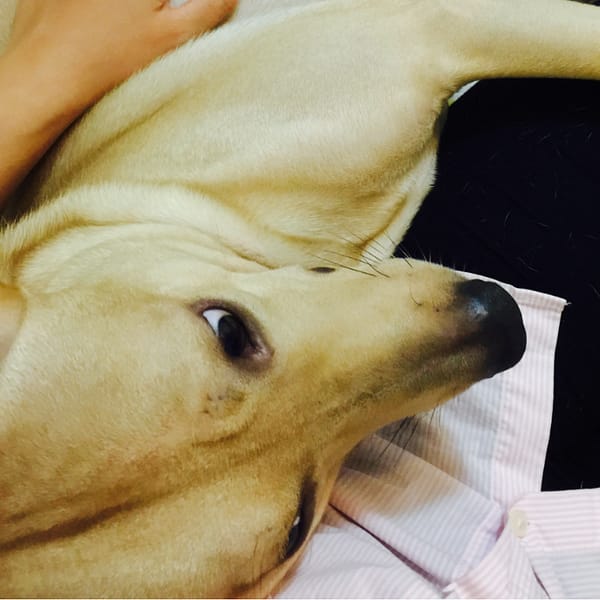 【急尋】混種犬 - 臺南市北區小東路299巷 (咖啡色鬃毛)