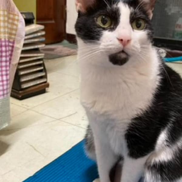 【急尋】混種貓 - 新北市鶯歌區高職西街98號 (黑白)
