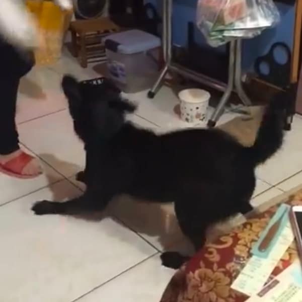 【急尋】混種犬 - 新北市中和區國光街112巷24弄6號1樓 (亮黑色)