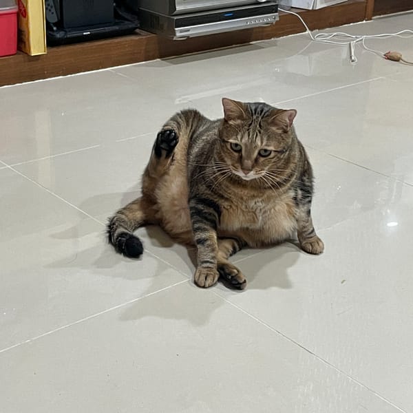 【急尋】混種貓 - 新北市汐止區仁愛路77巷2弄23號 (虎斑)