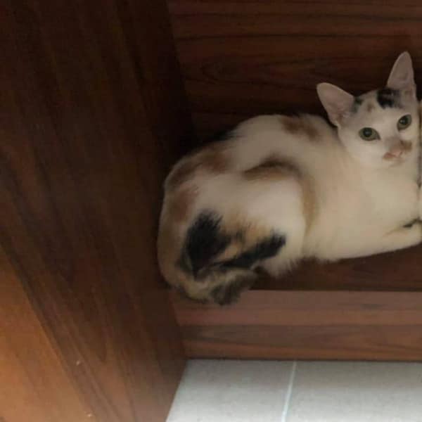 【急尋】混種貓 - 桃園市八德區和平路991巷58弄38衖7號 (三花)