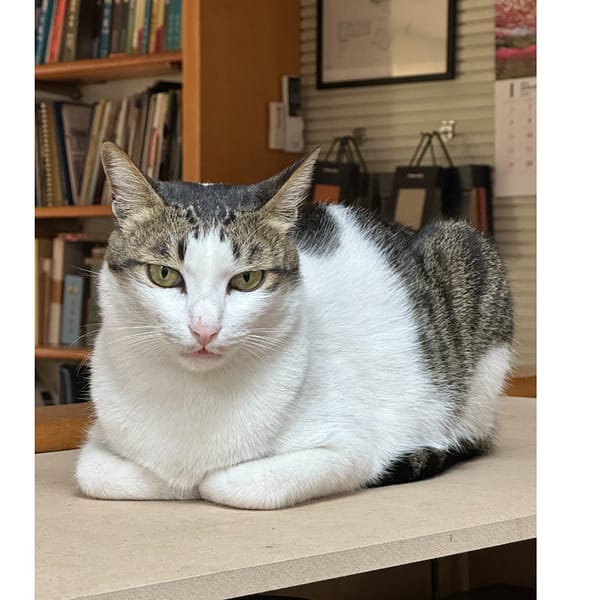 【急尋】混種貓 - 新北市中和區中山路2段357巷4號前 (黑白色)