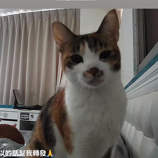 【急尋】混種貓 - 新北市三重區大智街94-2號2樓 (三花)