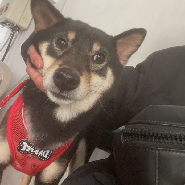 【急尋】柴犬 - 新北市泰山區明志路三段231巷2弄3號（最後出沒的地點：在泰山的義學國小附近） (黑色)