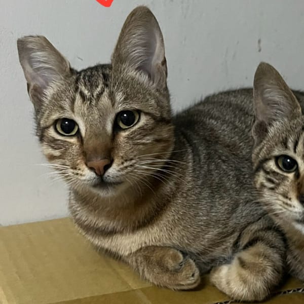 【急尋】混種貓 - 嘉義縣大林鎮溝背里尾厝 ()