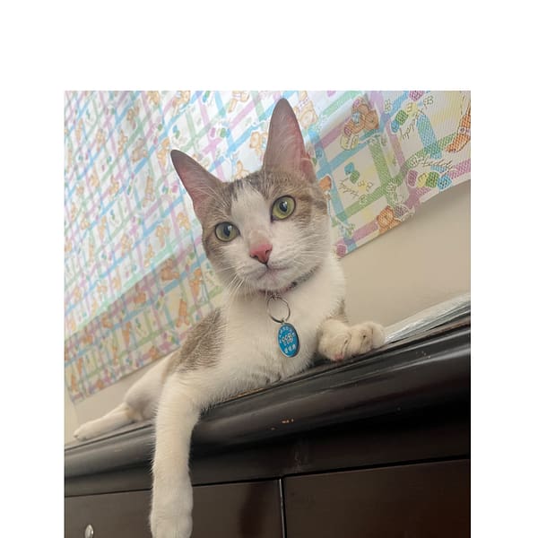 【急尋】混種貓 - 桃園市大溪區員林路三段155巷114弄18號 (灰白)