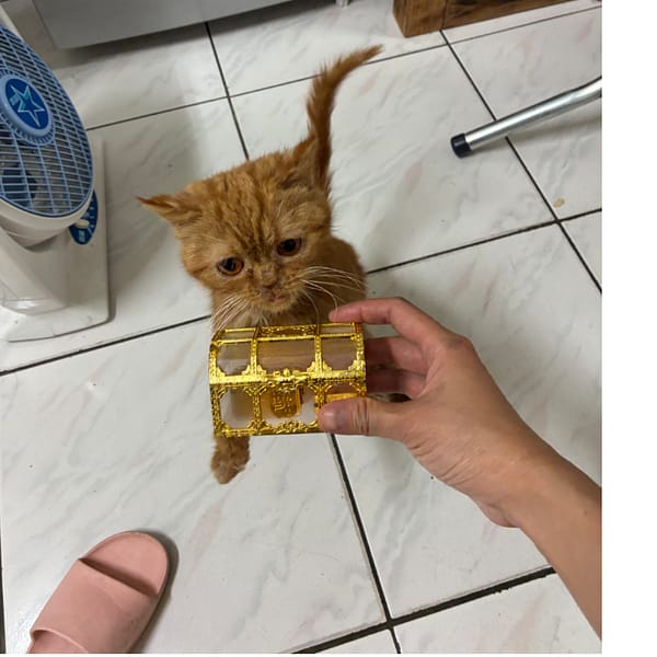 【急尋】英國短毛貓 - 高雄市鳳山區王生明路150-15號 (菊色)