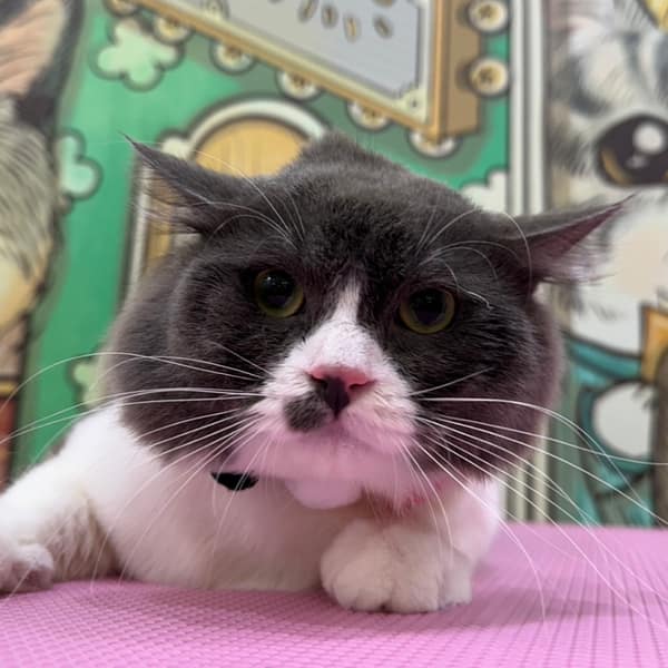 【急尋】英國短毛貓 - 高雄市梓官區 (灰白)