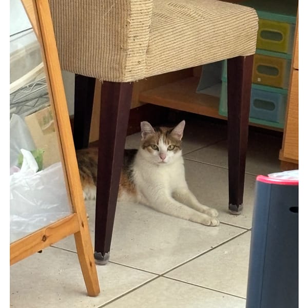 【急尋】混種貓 - 臺中市南區樹德里樹德三巷36號 (三花)