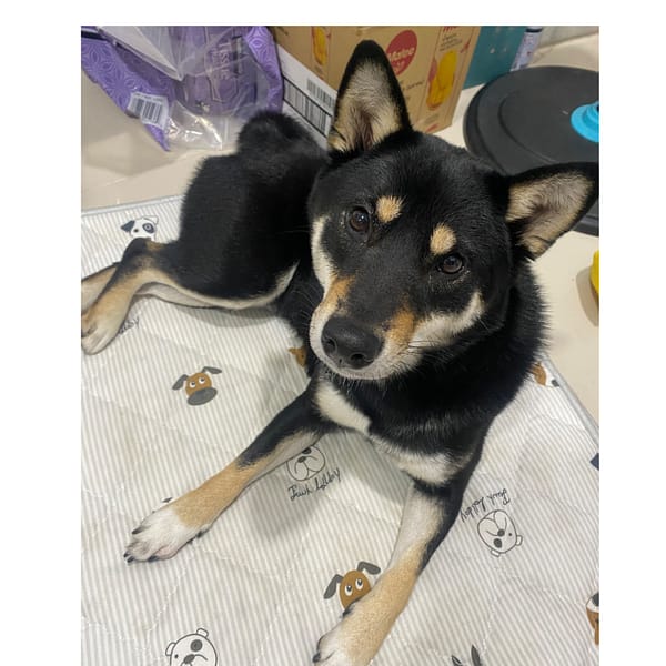 【急尋】柴犬 - 苗栗縣銅鑼鄉永樂路2-23號 (黑色母柴犬)