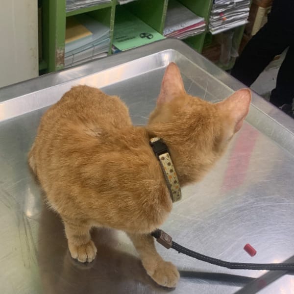 【急尋】混種貓 - 高雄市左營區翠華路570號 (橘色米克斯)