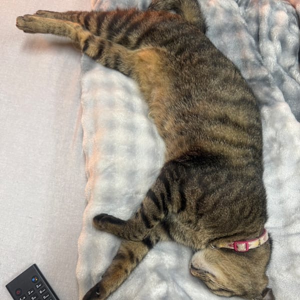 【急尋】混種貓 - 花蓮縣花蓮市豐村105-27號 (虎斑花貓 黑咖色)