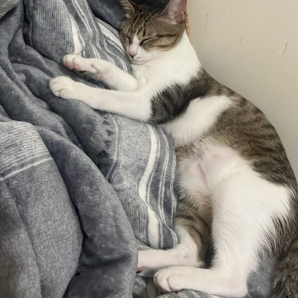 【急尋】混種貓 - 新竹縣湖口鄉三民一路51號對面工地 (虎斑貓 灰毛白毛有條紋)