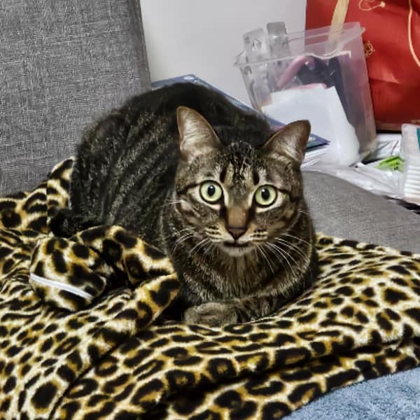 【急尋】混種貓 - 雲林縣西螺鎮中山東路71號 (咖啡色黑色)