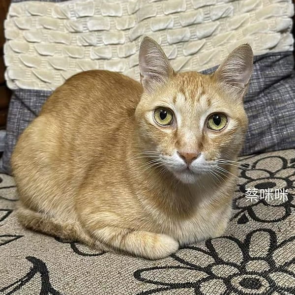 【急尋】混種貓 - 臺中市外埔區甲后路五段125巷2弄30號 (橘色)