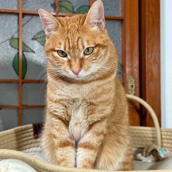 【急尋】混種貓 - 彰化縣田中鎮員集路三段210號 (橘白)