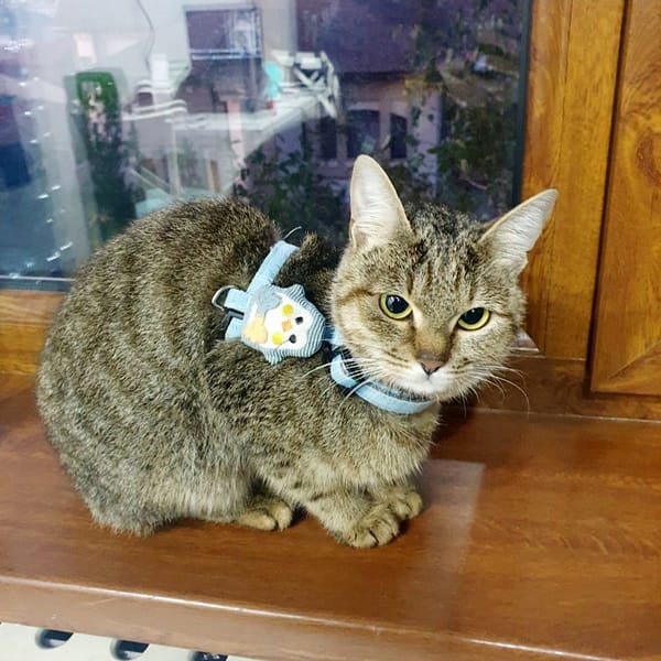 哮天犬寵物精品店