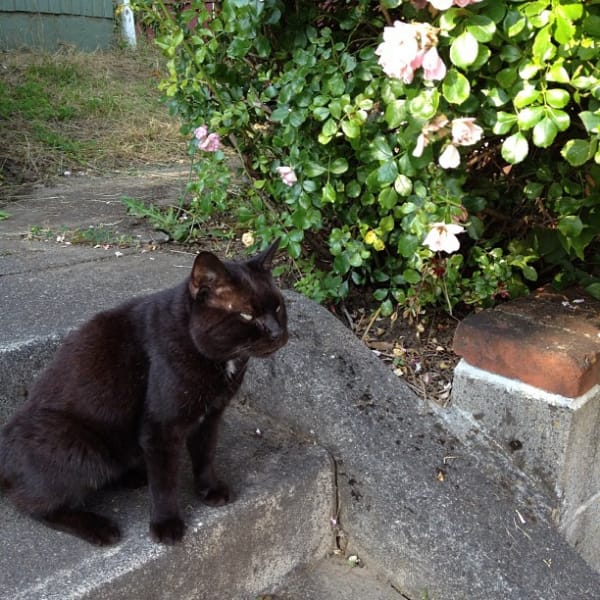 喵毛屋有限公司