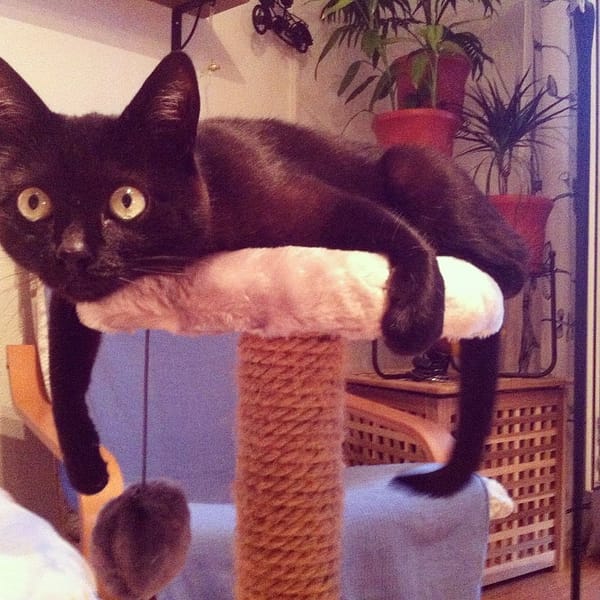 嘟波寵物自在生活坊